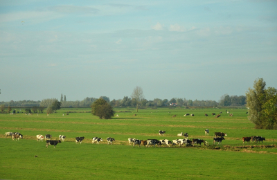 <i class='fa fa-user'></i>&nbsp;B.M.Schouten-Ruis&nbsp;|  Zuid Hollands landschap&nbsp; <i class='fa fa-eye'>&nbsp;86</i> &nbsp; <i class='fa fa-comment-o'>&nbsp;2</i>