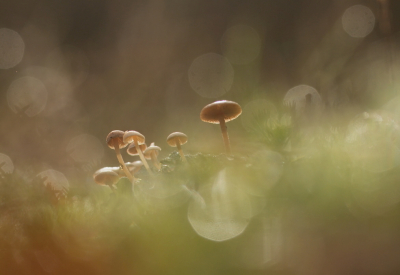 <i class='fa fa-user'></i>&nbsp;rixte&nbsp;|  Muizenstaartzwam&nbsp; <i class='fa fa-eye'>&nbsp;105</i> &nbsp;<i class='fa fa-thumbs-up'>&nbsp;3</i> &nbsp; <i class='fa fa-comment-o'>&nbsp;10</i>