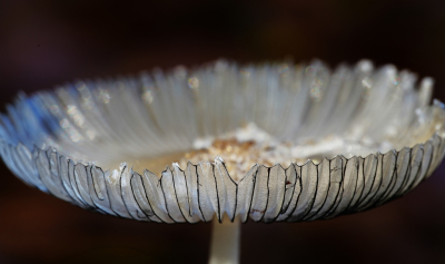 <i class='fa fa-user'></i>&nbsp;hesterb&nbsp;|  Hazenpootje&nbsp; <i class='fa fa-eye'>&nbsp;116</i> &nbsp;<i class='fa fa-thumbs-up'>&nbsp;5</i> &nbsp; <i class='fa fa-comment-o'>&nbsp;6</i>