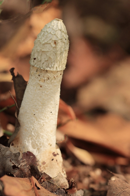 <i class='fa fa-user'></i>&nbsp;Tineke Strijbosch&nbsp;|  Grote Stinkzwam&nbsp; <i class='fa fa-eye'>&nbsp;90</i> &nbsp; <i class='fa fa-comment-o'>&nbsp;5</i>