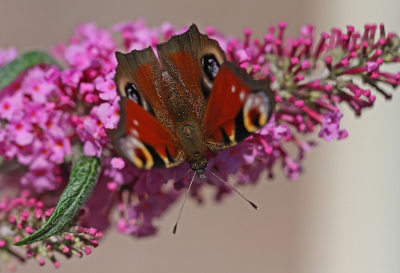 <i class='fa fa-user'></i>&nbsp;Cor&nbsp;|  Dagpauwoog&nbsp; <i class='fa fa-eye'>&nbsp;69</i> &nbsp;<i class='fa fa-thumbs-up'>&nbsp;1</i> &nbsp; <i class='fa fa-comment-o'>&nbsp;8</i>