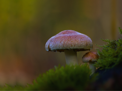 <i class='fa fa-user'></i>&nbsp;janvangastel&nbsp;|  Rode Zwavelkop&nbsp; <i class='fa fa-eye'>&nbsp;89</i> &nbsp;<i class='fa fa-thumbs-up'>&nbsp;6</i> &nbsp; <i class='fa fa-comment-o'>&nbsp;9</i>