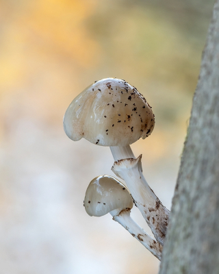 <i class='fa fa-user'></i>&nbsp;Johan van Gurp&nbsp;|  Porseleinzwam&nbsp; <i class='fa fa-eye'>&nbsp;82</i> &nbsp;<i class='fa fa-thumbs-up'>&nbsp;6</i> &nbsp; <i class='fa fa-comment-o'>&nbsp;4</i>