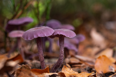 <i class='fa fa-user'></i>&nbsp;Oppdewit&nbsp;|  Amethistzwam&nbsp; <i class='fa fa-eye'>&nbsp;105</i> &nbsp;<i class='fa fa-thumbs-up'>&nbsp;3</i> &nbsp; <i class='fa fa-comment-o'>&nbsp;9</i>