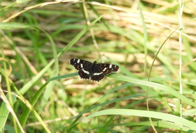 <i class='fa fa-user'></i>&nbsp;Jovanzo&nbsp;|  Landkaartje&nbsp; <i class='fa fa-eye'>&nbsp;73</i> &nbsp; <i class='fa fa-comment-o'>&nbsp;3</i>