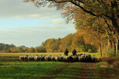 <i class='fa fa-user'></i>&nbsp;Tineke Strijbosch&nbsp;|  Schaapskudde het Stroomdal&nbsp; <i class='fa fa-eye'>&nbsp;99</i> &nbsp;<i class='fa fa-thumbs-up'>&nbsp;3</i> &nbsp; <i class='fa fa-comment-o'>&nbsp;7</i>