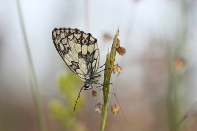 <i class='fa fa-user'></i>&nbsp;Paul Vandebroek&nbsp;|  Dambordje&nbsp; <i class='fa fa-eye'>&nbsp;70</i> &nbsp;<i class='fa fa-thumbs-up'>&nbsp;5</i> &nbsp; <i class='fa fa-comment-o'>&nbsp;8</i>