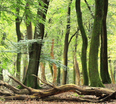 <i class='fa fa-user'></i>&nbsp;B.M.Schouten-Ruis&nbsp;|  Bomen in het bos&nbsp; <i class='fa fa-eye'>&nbsp;96</i> &nbsp;<i class='fa fa-thumbs-up'>&nbsp;2</i> &nbsp; <i class='fa fa-comment-o'>&nbsp;5</i>