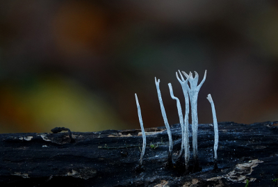 <i class='fa fa-user'></i>&nbsp;nelappelmelk&nbsp;|  Geweizwam&nbsp; <i class='fa fa-eye'>&nbsp;75</i> &nbsp;<i class='fa fa-thumbs-up'>&nbsp;5</i> &nbsp; <i class='fa fa-comment-o'>&nbsp;7</i>