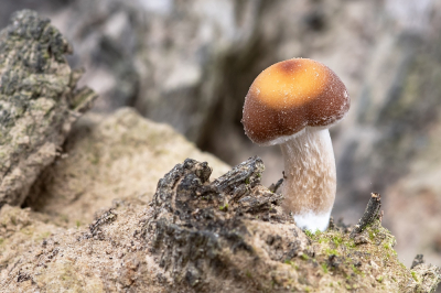 <i class='fa fa-user'></i>&nbsp;Johan van Gurp&nbsp;|  Witsteelfranjehoed&nbsp; <i class='fa fa-eye'>&nbsp;70</i> &nbsp;<i class='fa fa-thumbs-up'>&nbsp;2</i> &nbsp; <i class='fa fa-comment-o'>&nbsp;4</i>