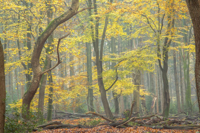 <i class='fa fa-user'></i>&nbsp;ErnovanDoorn&nbsp;|  Eiken en Beuken&nbsp; <i class='fa fa-eye'>&nbsp;106</i> &nbsp;<i class='fa fa-thumbs-up'>&nbsp;6</i> &nbsp; <i class='fa fa-comment-o'>&nbsp;10</i>