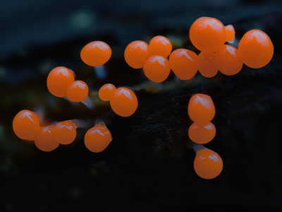 <i class='fa fa-user'></i>&nbsp;janvangastel&nbsp;|  Peervormig Draadwatje&nbsp; <i class='fa fa-eye'>&nbsp;101</i> &nbsp;<i class='fa fa-thumbs-up'>&nbsp;7</i> &nbsp; <i class='fa fa-comment-o'>&nbsp;7</i>