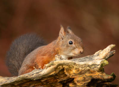 <i class='fa fa-user'></i>&nbsp;Truus Aletta Maan&nbsp;|  Eekhoorn&nbsp; <i class='fa fa-eye'>&nbsp;81</i> &nbsp;<i class='fa fa-thumbs-up'>&nbsp;7</i> &nbsp; <i class='fa fa-comment-o'>&nbsp;8</i>