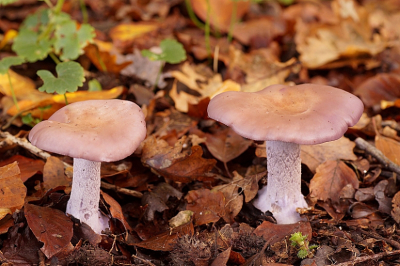 <i class='fa fa-user'></i>&nbsp;Jelle Bakker&nbsp;|  Paarse Schijnridderzwam&nbsp; <i class='fa fa-eye'>&nbsp;55</i> &nbsp; <i class='fa fa-comment-o'>&nbsp;0</i>