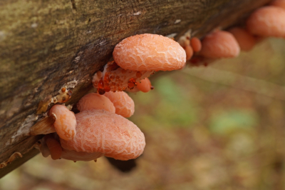 <i class='fa fa-user'></i>&nbsp;Jelle Bakker&nbsp;|  Zalmzwam&nbsp; <i class='fa fa-eye'>&nbsp;84</i> &nbsp; <i class='fa fa-comment-o'>&nbsp;3</i>