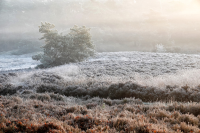 <i class='fa fa-user'></i>&nbsp;nelappelmelk&nbsp;|  Witte wereld&nbsp; <i class='fa fa-eye'>&nbsp;98</i> &nbsp; <i class='fa fa-comment-o'>&nbsp;5</i>