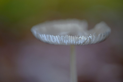 <i class='fa fa-user'></i>&nbsp;hesterb&nbsp;|  Hazenpootje&nbsp; <i class='fa fa-eye'>&nbsp;78</i> &nbsp;<i class='fa fa-thumbs-up'>&nbsp;8</i> &nbsp; <i class='fa fa-comment-o'>&nbsp;7</i>