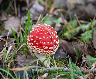 Zag er een heel stel staan en heb de mooiste uit gezocht naar mijn idee .
Ook niets weg gehaald wat er in de weg kon liggen ,gewoon zo als hij er stond on aangeroerd.