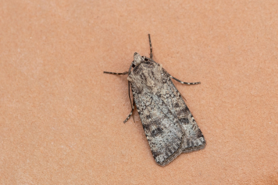 <i class='fa fa-user'></i>&nbsp;Johan van Gurp&nbsp;|  Zuidelijke Worteluil&nbsp; <i class='fa fa-eye'>&nbsp;58</i> &nbsp;<i class='fa fa-thumbs-up'>&nbsp;2</i> &nbsp; <i class='fa fa-comment-o'>&nbsp;3</i>