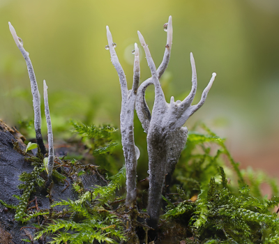 <i class='fa fa-user'></i>&nbsp;janvangastel&nbsp;|  Geweizwam&nbsp; <i class='fa fa-eye'>&nbsp;64</i> &nbsp;<i class='fa fa-thumbs-up'>&nbsp;2</i> &nbsp; <i class='fa fa-comment-o'>&nbsp;4</i>