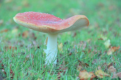 <i class='fa fa-user'></i>&nbsp;Tineke Strijbosch&nbsp;|  Vliegenzwam&nbsp; <i class='fa fa-eye'>&nbsp;73</i> &nbsp; <i class='fa fa-comment-o'>&nbsp;9</i>