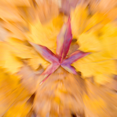 <i class='fa fa-user'></i>&nbsp;Truus Aletta Maan&nbsp;|  Herfstbladeren&nbsp; <i class='fa fa-eye'>&nbsp;105</i> &nbsp;<i class='fa fa-thumbs-up'>&nbsp;5</i> &nbsp; <i class='fa fa-comment-o'>&nbsp;4</i>