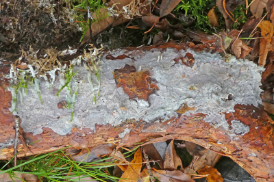 <i class='fa fa-user'></i>&nbsp;Niek Oele&nbsp;|  Dennenharszwam&nbsp; <i class='fa fa-eye'>&nbsp;102</i> &nbsp; <i class='fa fa-comment-o'>&nbsp;11</i>