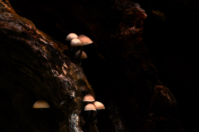 <i class='fa fa-user'></i>&nbsp;hesterb&nbsp;|  Mycena sp.&nbsp; <i class='fa fa-eye'>&nbsp;84</i> &nbsp;<i class='fa fa-thumbs-up'>&nbsp;1</i> &nbsp; <i class='fa fa-comment-o'>&nbsp;8</i>
