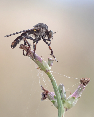 <i class='fa fa-user'></i>&nbsp;Johan van Gurp&nbsp;|  Grote Doornpootroofvlieg&nbsp; <i class='fa fa-eye'>&nbsp;65</i> &nbsp;<i class='fa fa-thumbs-up'>&nbsp;3</i> &nbsp; <i class='fa fa-comment-o'>&nbsp;2</i>