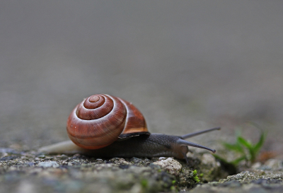 <i class='fa fa-user'></i> Cor | Zwartgerande Tuinslak  <i class='fa fa-eye'> 46</i>  <i class='fa fa-thumbs-up'> 1</i>   <i class='fa fa-comment-o'> 6</i>