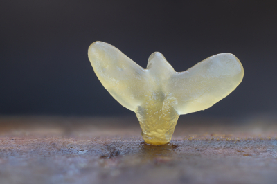 Calocera pallidospathulata / Spatelhoorntje / Pale Stagshorn Calocera pallidospathulata / Spatelhoorntje / Pale Stagshorn