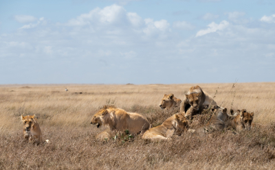 <i class='fa fa-user'></i>&nbsp;JohnSaxofoon&nbsp;|  Leeuw&nbsp; <i class='fa fa-eye'>&nbsp;130</i> &nbsp;<i class='fa fa-thumbs-up'>&nbsp;5</i> &nbsp; <i class='fa fa-comment-o'>&nbsp;6</i>