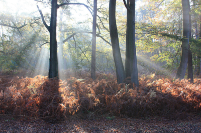 <i class='fa fa-user'></i>&nbsp;Paul Vandebroek&nbsp;|  Zonneharpen&nbsp; <i class='fa fa-eye'>&nbsp;66</i> &nbsp;<i class='fa fa-thumbs-up'>&nbsp;4</i> &nbsp; <i class='fa fa-comment-o'>&nbsp;6</i>