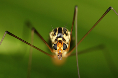 <i class='fa fa-user'></i>&nbsp;Sophie&nbsp;|  Langpootmug sp.&nbsp; <i class='fa fa-eye'>&nbsp;85</i> &nbsp;<i class='fa fa-thumbs-up'>&nbsp;9</i> &nbsp; <i class='fa fa-comment-o'>&nbsp;12</i>