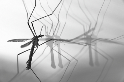 <i class='fa fa-user'></i>&nbsp;Sophie&nbsp;|  Langpootmug sp.&nbsp; <i class='fa fa-eye'>&nbsp;64</i> &nbsp;<i class='fa fa-thumbs-up'>&nbsp;5</i> &nbsp; <i class='fa fa-comment-o'>&nbsp;12</i>