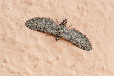 <i class='fa fa-user'></i>&nbsp;Johan van Gurp&nbsp;|  Bijvoetdwergspanner&nbsp; <i class='fa fa-eye'>&nbsp;62</i> &nbsp; <i class='fa fa-comment-o'>&nbsp;2</i>