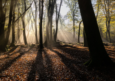 <i class='fa fa-user'></i>&nbsp;David&nbsp;|  Speulderbos&nbsp; <i class='fa fa-eye'>&nbsp;51</i> &nbsp;<i class='fa fa-thumbs-up'>&nbsp;2</i> &nbsp; <i class='fa fa-comment-o'>&nbsp;6</i>