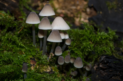 <i class='fa fa-user'></i> Willem Verhagen | Bundelmycena  <i class='fa fa-eye'> 66</i>   <i class='fa fa-comment-o'> 10</i>