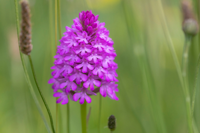 <i class='fa fa-user'></i>&nbsp;Willem Verhagen&nbsp;|  Hondskruid&nbsp; <i class='fa fa-eye'>&nbsp;59</i> &nbsp;<i class='fa fa-thumbs-up'>&nbsp;1</i> &nbsp; <i class='fa fa-comment-o'>&nbsp;6</i>