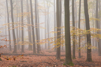 <i class='fa fa-user'></i>&nbsp;ErnovanDoorn&nbsp;|  Mistig Beukenbos&nbsp; <i class='fa fa-eye'>&nbsp;74</i> &nbsp;<i class='fa fa-thumbs-up'>&nbsp;8</i> &nbsp; <i class='fa fa-comment-o'>&nbsp;10</i>