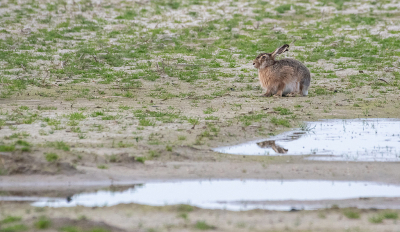 <i class='fa fa-user'></i>&nbsp;Eef Kieft&nbsp;|  Haas&nbsp; <i class='fa fa-eye'>&nbsp;67</i> &nbsp; <i class='fa fa-comment-o'>&nbsp;4</i>