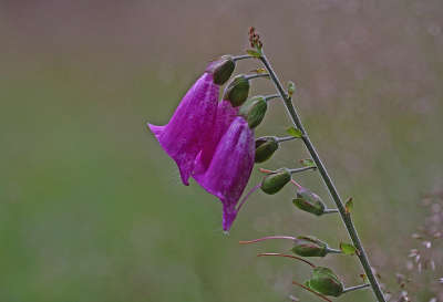 <i class='fa fa-user'></i>&nbsp;Cor&nbsp;|  Vingerhoedskruid&nbsp; <i class='fa fa-eye'>&nbsp;48</i> &nbsp;<i class='fa fa-thumbs-up'>&nbsp;1</i> &nbsp; <i class='fa fa-comment-o'>&nbsp;6</i>