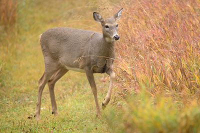 <i class='fa fa-user'></i>&nbsp;Jan Luit&nbsp;|  Witstaarthert&nbsp; <i class='fa fa-eye'>&nbsp;77</i> &nbsp; <i class='fa fa-comment-o'>&nbsp;11</i>