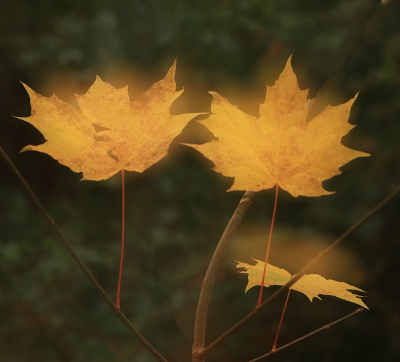 <i class='fa fa-user'></i>&nbsp;Tineke Strijbosch&nbsp;|  Gewone Esdoorn&nbsp; <i class='fa fa-eye'>&nbsp;69</i> &nbsp;<i class='fa fa-thumbs-up'>&nbsp;2</i> &nbsp; <i class='fa fa-comment-o'>&nbsp;8</i>