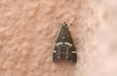 <i class='fa fa-user'></i>&nbsp;Johan van Gurp&nbsp;|  Spinaziemot&nbsp; <i class='fa fa-eye'>&nbsp;65</i> &nbsp; <i class='fa fa-comment-o'>&nbsp;5</i>