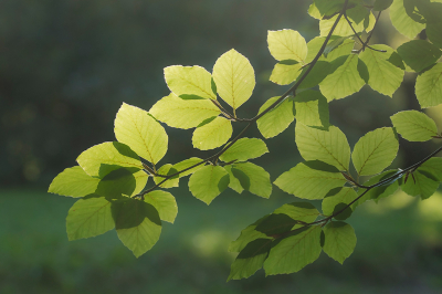 <i class='fa fa-user'></i>&nbsp;Willem Verhagen&nbsp;|  Beuk&nbsp; <i class='fa fa-eye'>&nbsp;51</i> &nbsp;<i class='fa fa-thumbs-up'>&nbsp;1</i> &nbsp; <i class='fa fa-comment-o'>&nbsp;4</i>