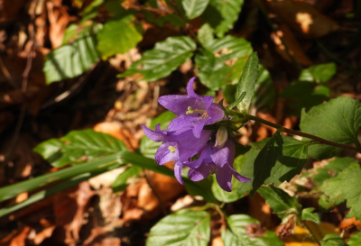 <i class='fa fa-user'></i>&nbsp;Jovanzo&nbsp;|  Ruig Klokje&nbsp; <i class='fa fa-eye'>&nbsp;34</i> &nbsp; <i class='fa fa-comment-o'>&nbsp;2</i>