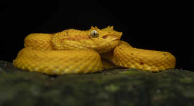 <i class='fa fa-user'></i>&nbsp;DKphotography&nbsp;|  Bothriechis nigroadspersus&nbsp; <i class='fa fa-eye'>&nbsp;125</i> &nbsp;<i class='fa fa-thumbs-up'>&nbsp;13</i> &nbsp; <i class='fa fa-comment-o'>&nbsp;12</i>