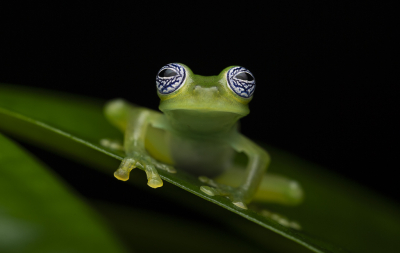 Sachatamia ilex / Sachatamia ilex / Ghost Glass Frog Sachatamia ilex / Sachatamia ilex / Ghost Glass Frog