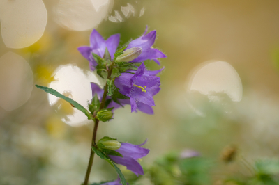 <i class='fa fa-user'></i>&nbsp;Willem Verhagen&nbsp;|  Ruig Klokje&nbsp; <i class='fa fa-eye'>&nbsp;59</i> &nbsp;<i class='fa fa-thumbs-up'>&nbsp;2</i> &nbsp; <i class='fa fa-comment-o'>&nbsp;4</i>